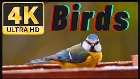 Most Beautiful Bird in the world || Which bird is most beautiful in the world | vmex official