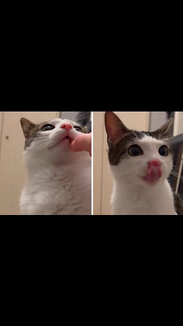 Kitten Hilariously Spits Out Healthy Treat