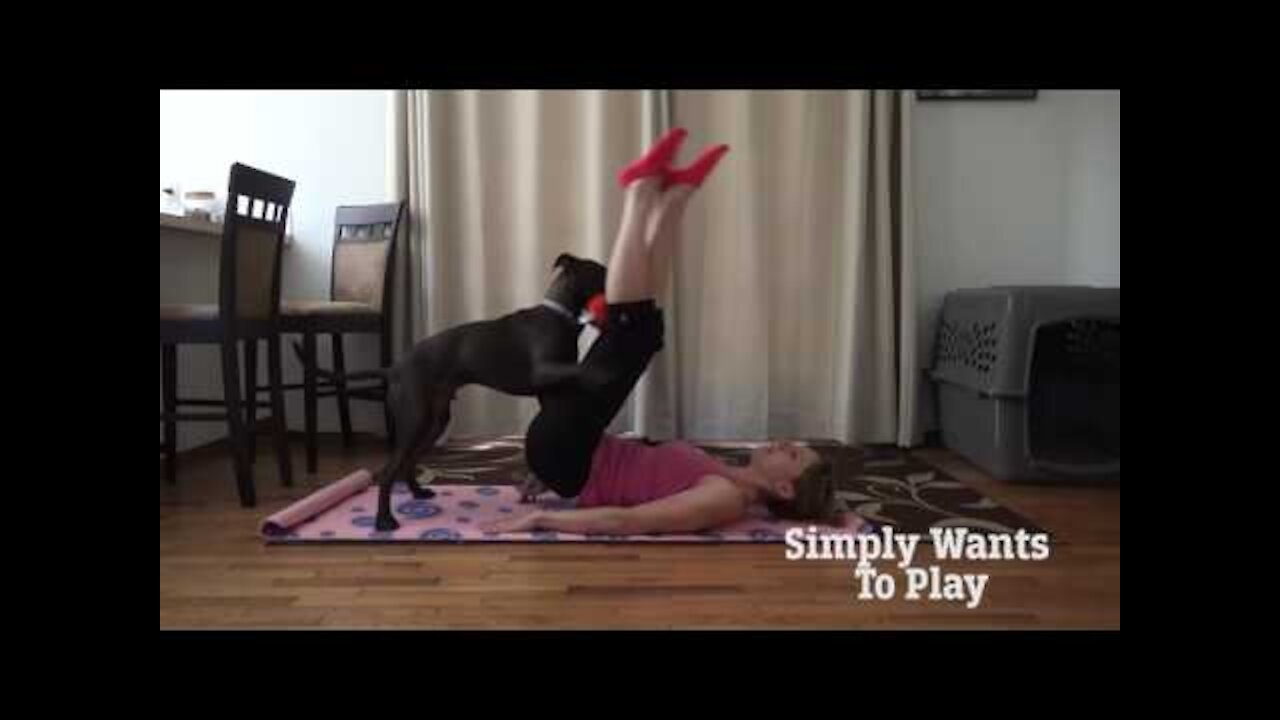 Why Does My Dog Attack Me While I Exercise?