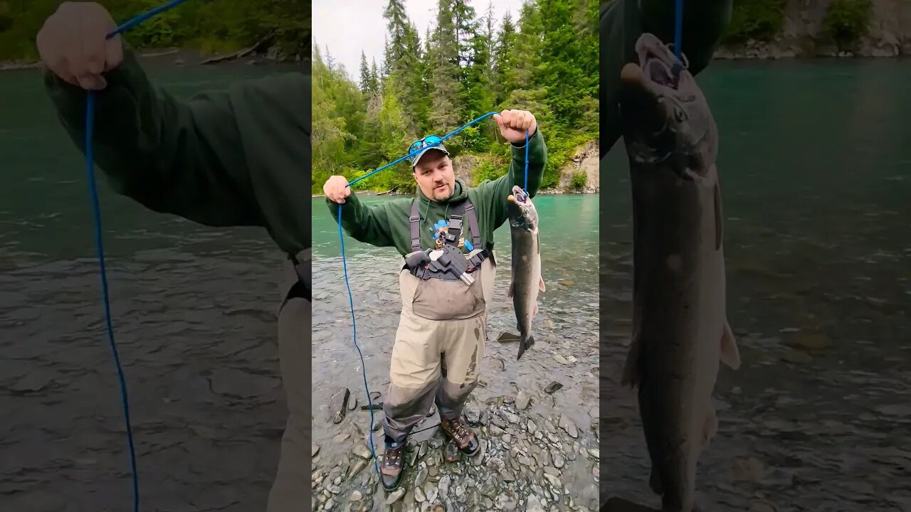 Silver Salmon Alaska!