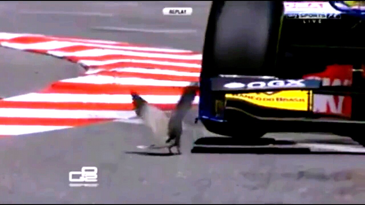 Brave Pigeon is Playing a Game of Chicken Against a Racecar