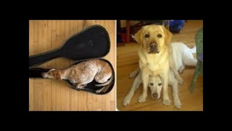 funny dogs videos 2021 😂 It's time to laugh with dog's life _ MAI PM fan page 2022.