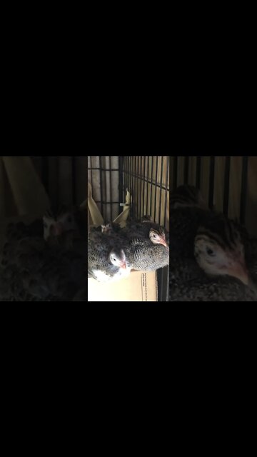 Guinea fowl keets Day 4 - 6 weeks old