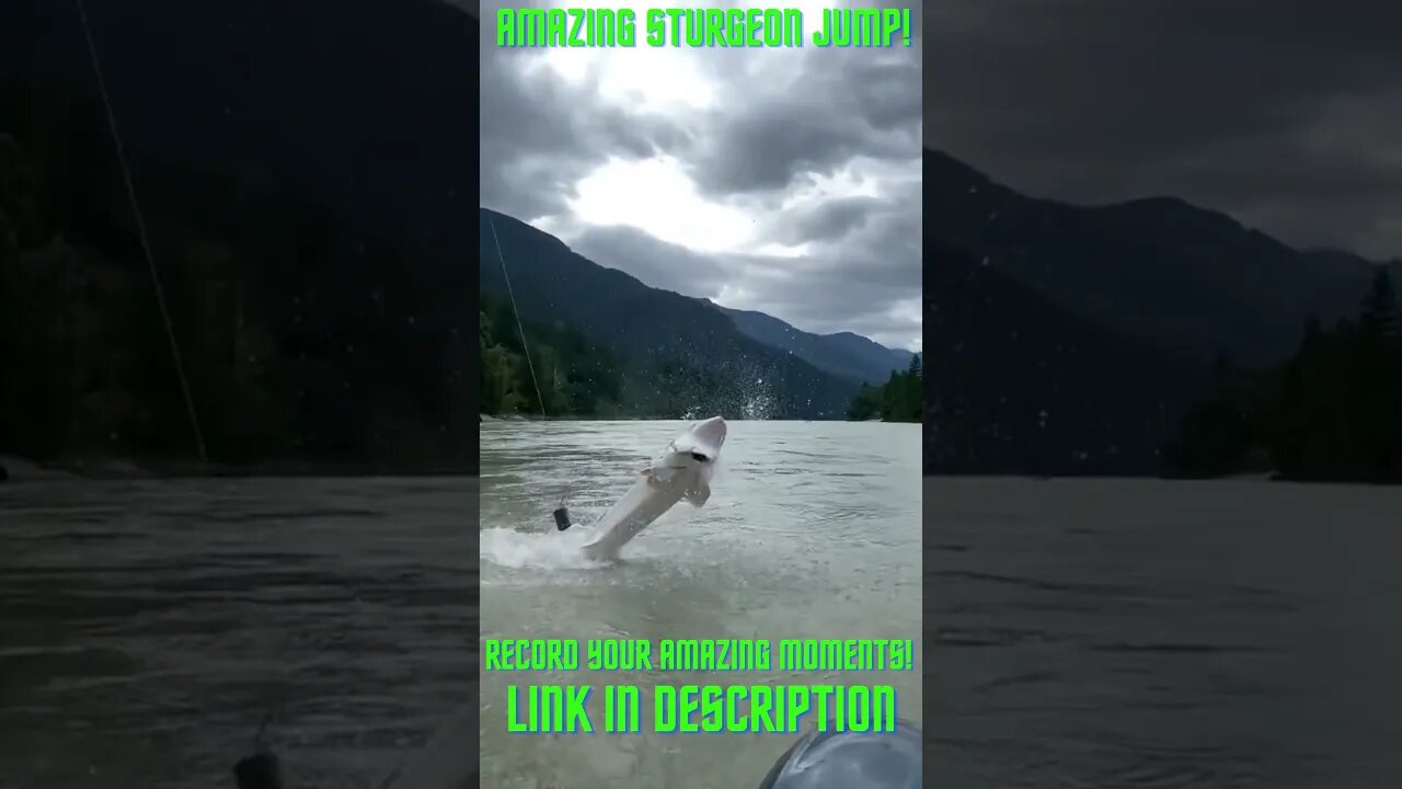 Amazing Sturgeon Jumping Out of The Water! Compilations!: #Shorts YoutubeShorts #Sturgeon #Fishing