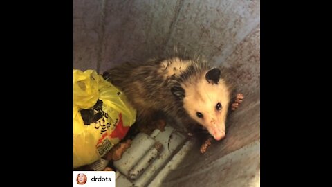 Possum refuses to leave my trash can