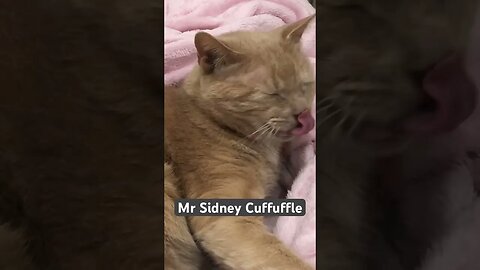 Cutest cat ❤️