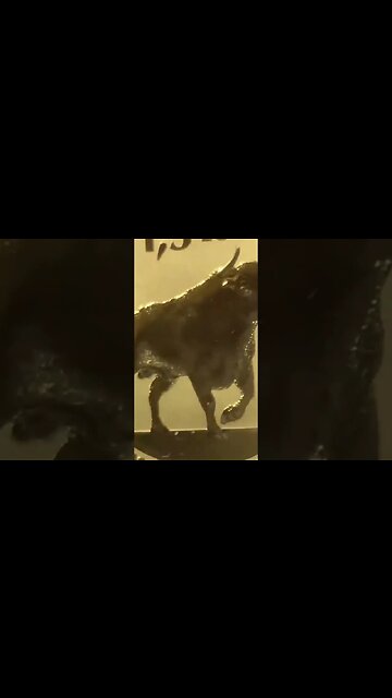 Testicular Fortitude & GOLD! #shorts