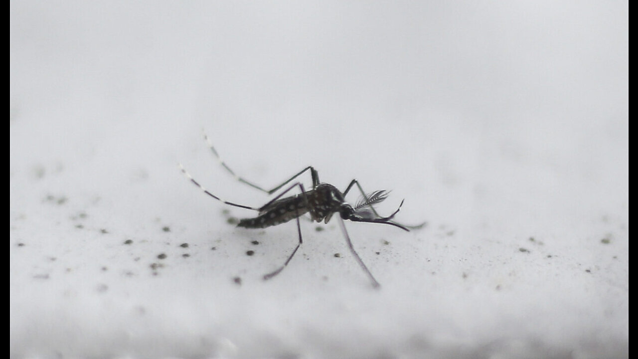 Millions of Genetically Modified Mosquitoes Set to Be Released in California and Florida