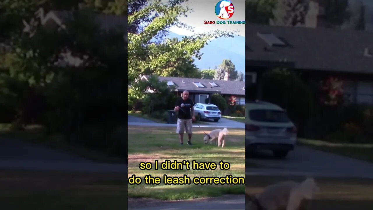 Reactive Dog Training