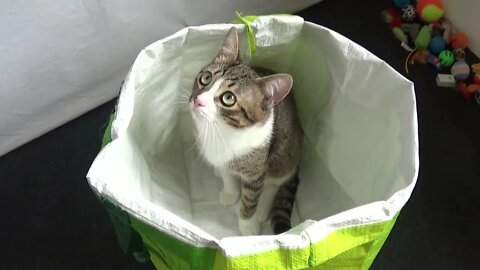 Funny Kitten Chases His Tail in a Large Shopping Bag