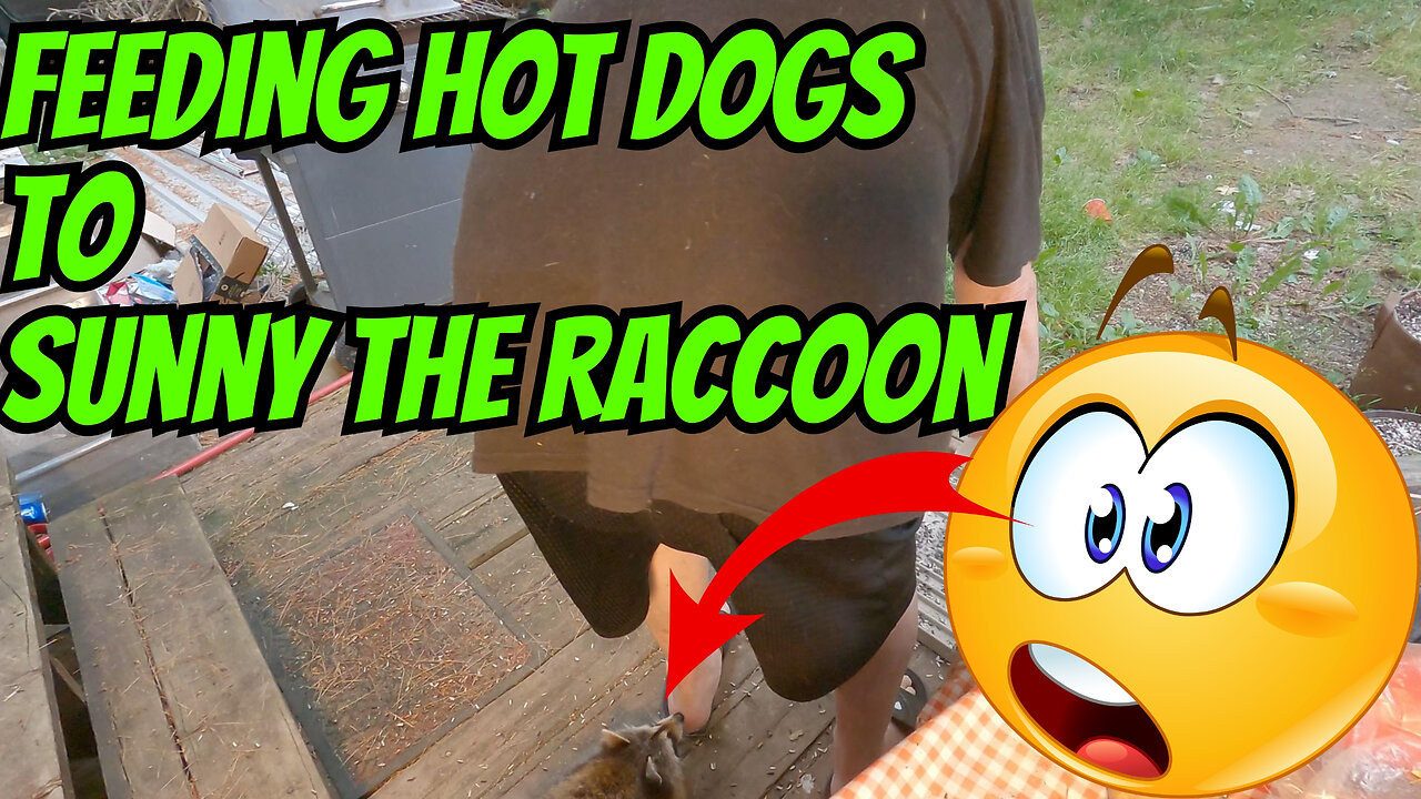 Feeding Hot Dogs To Sunny The Raccoon