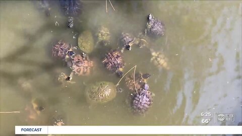 Walking Club: Exploring George C. McGough Nature Park in Largo