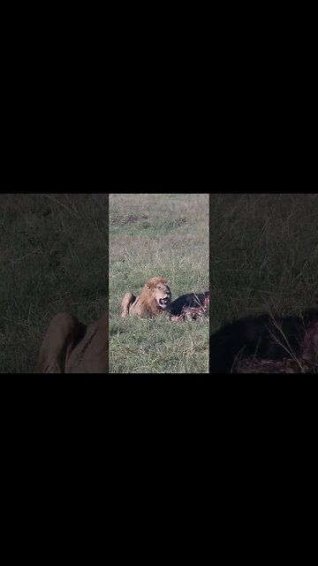 Maasai Mara Sightings Today 08/03/23 (Lions, Hyena, etc) | Zebra Plains | #shorts #shortsafrica
