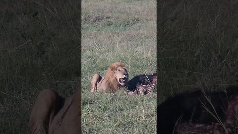 Maasai Mara Sightings Today 08/03/23 (Lions, Hyena, etc) | Zebra Plains | #shorts #shortsafrica