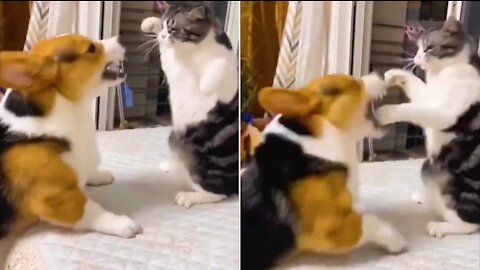 Dog vs cat fight