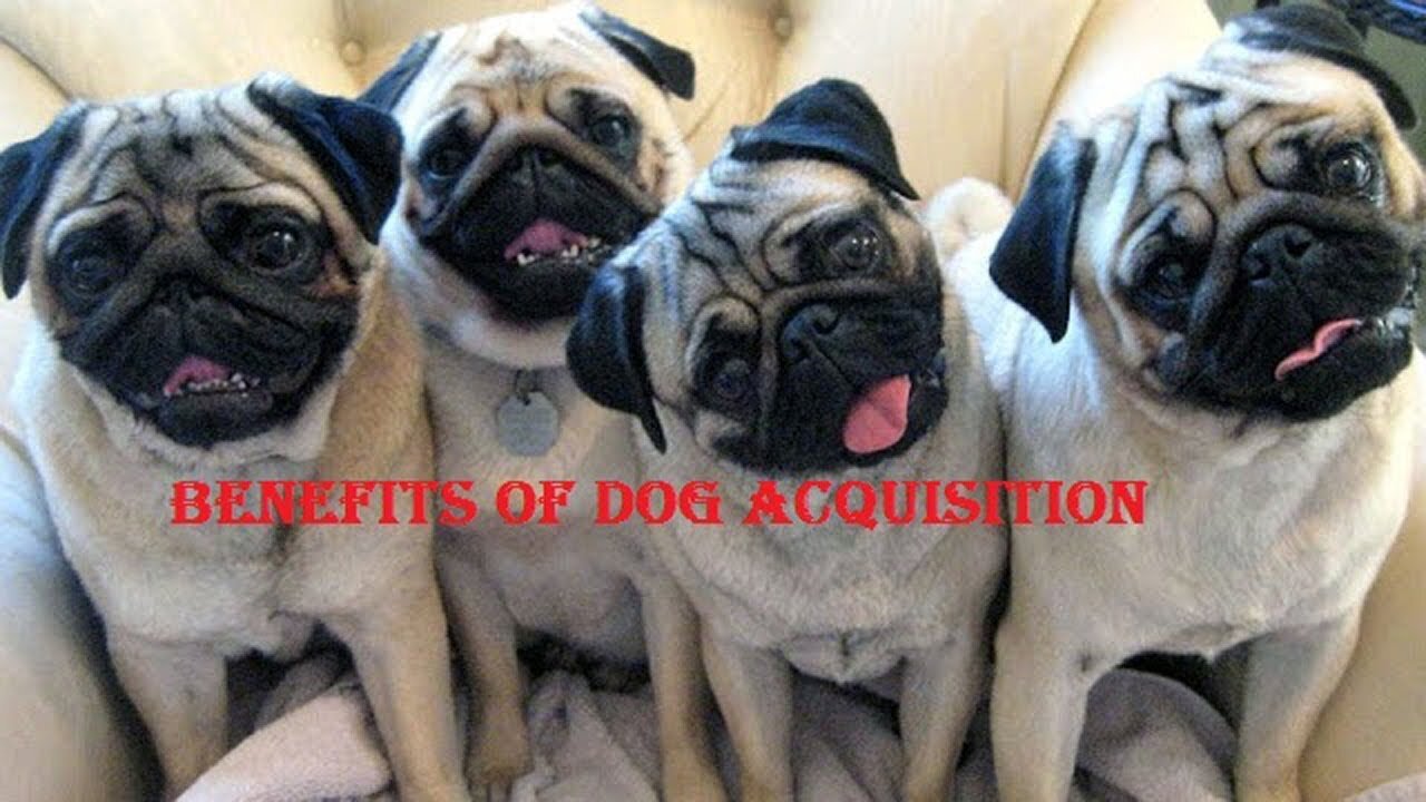 benefits of dog acquisition_super bark