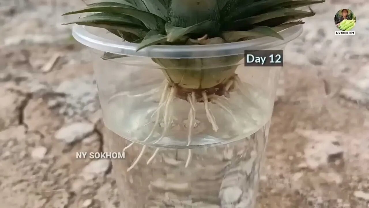 How to Grow Pineapple with Water at Home