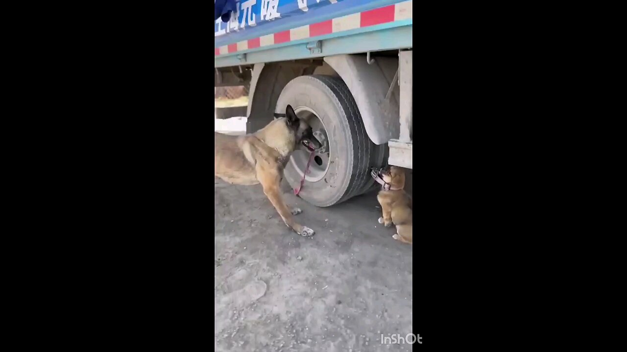 Amazing_helping__dog_and_puppy_😭😭