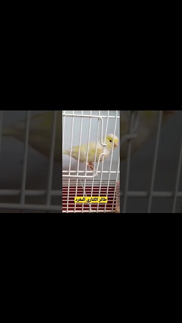 مسابقة افضل طائر حسون مغرد