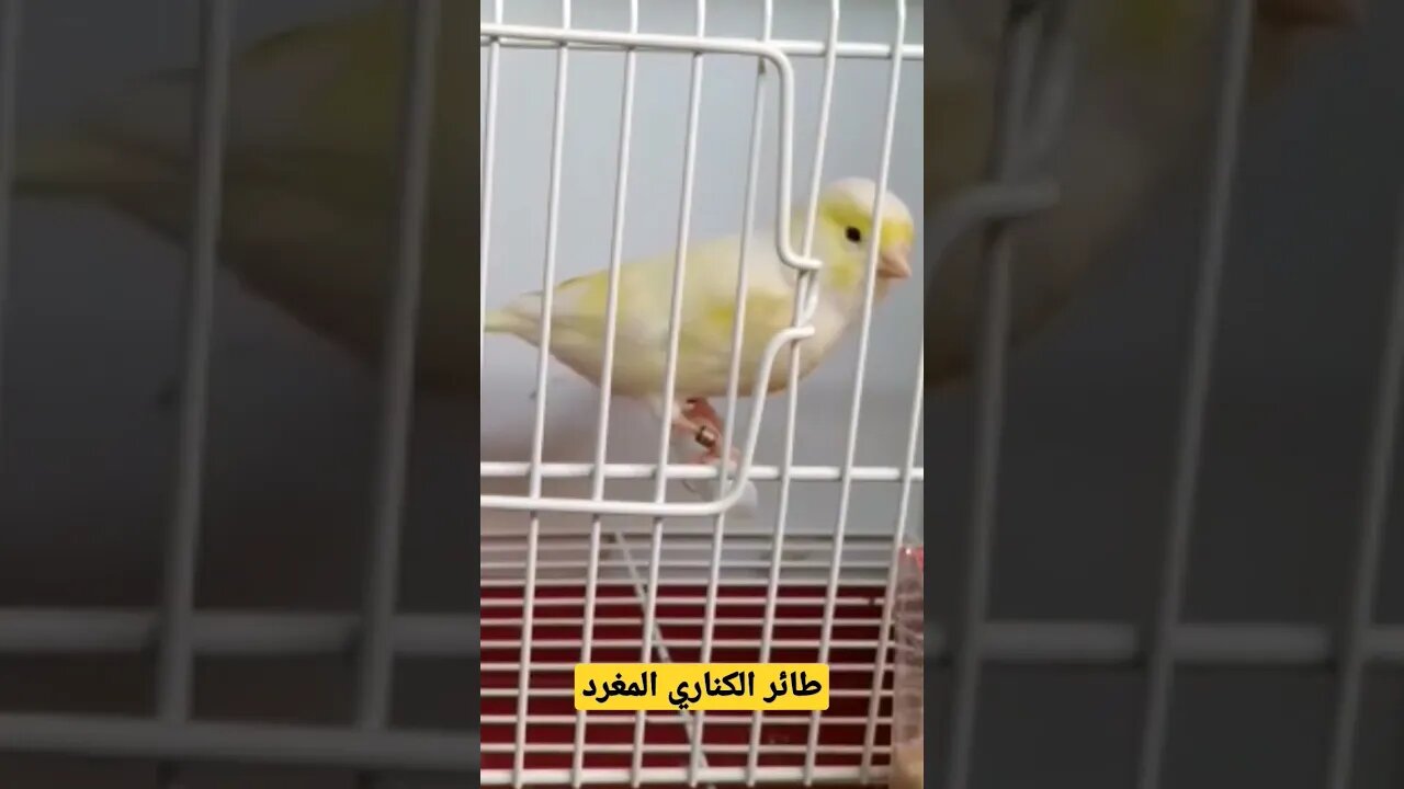 مسابقة افضل طائر حسون مغرد