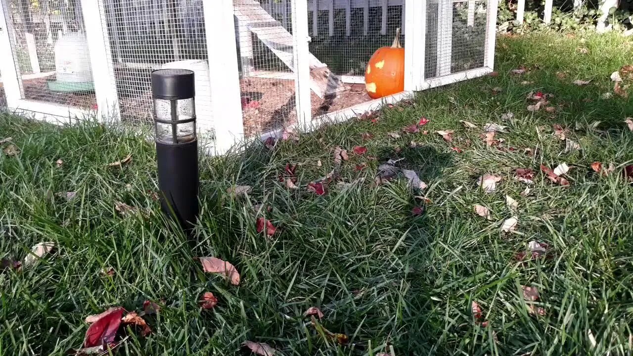 Chickens carving pumpkin