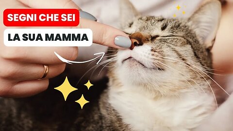 12 SEGNI che il tuo gatto ti considera la sua Mamma