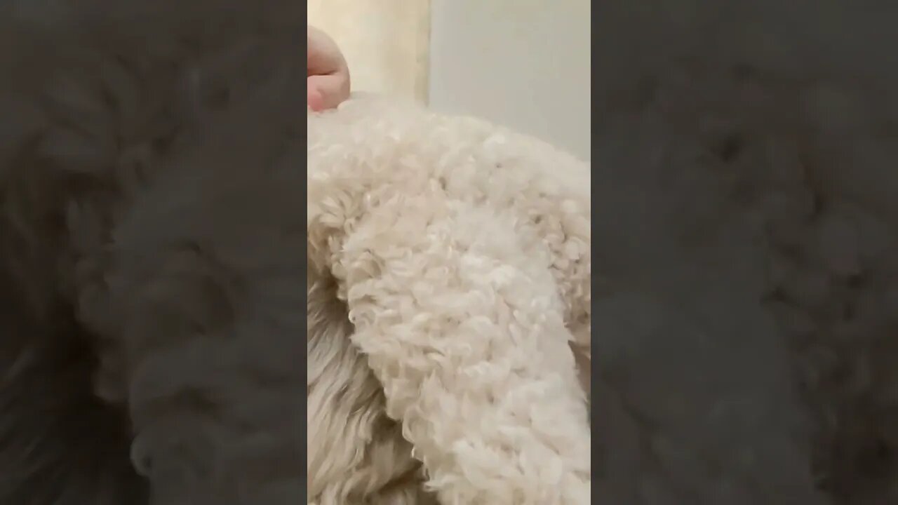 How buddy shows his love