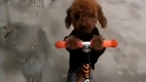 Cute puppy riding a scooter