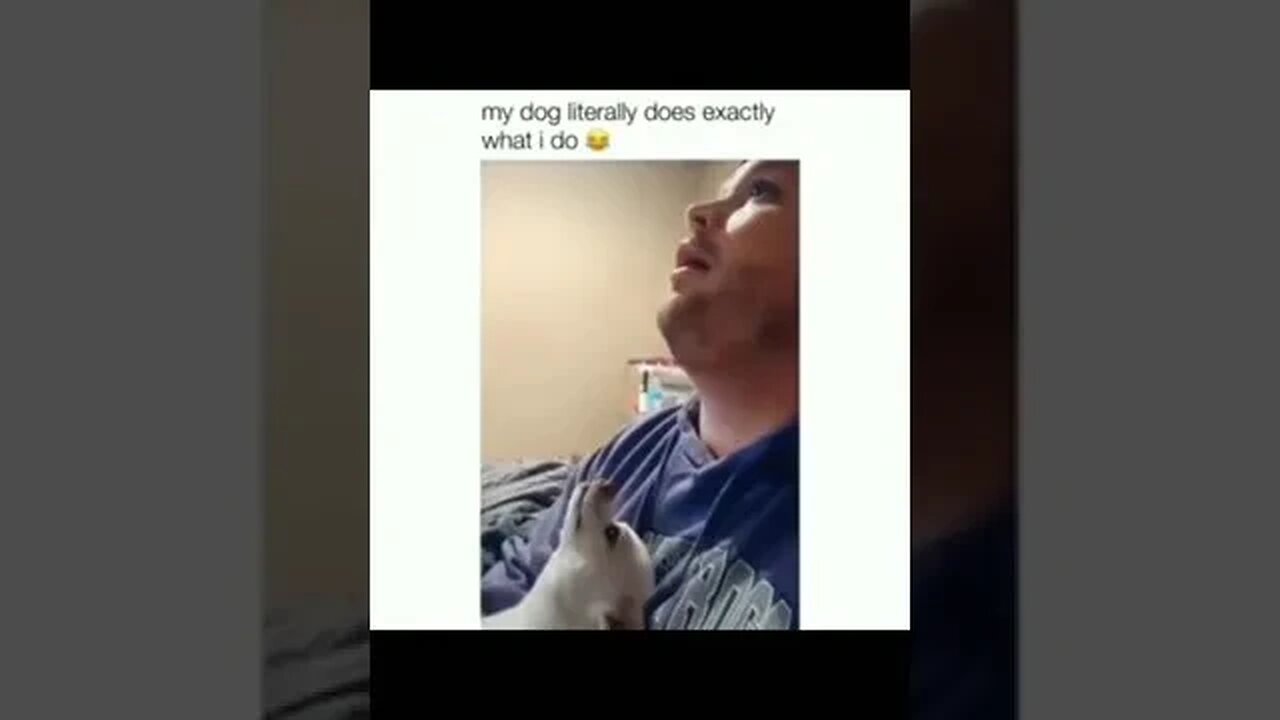 The dog literally does exactly His owner does 😂 #dog