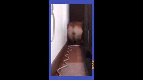 Try not to laugh 🤣🤣🤣 | funny meme | 🤣 Funny shorts |