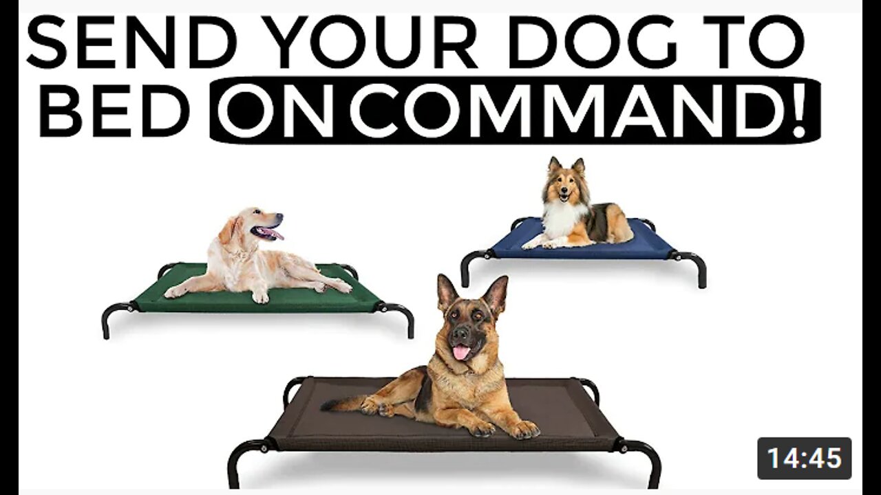 How to teach your dog to go to their bed ON COMMAND- The easiest dog training process