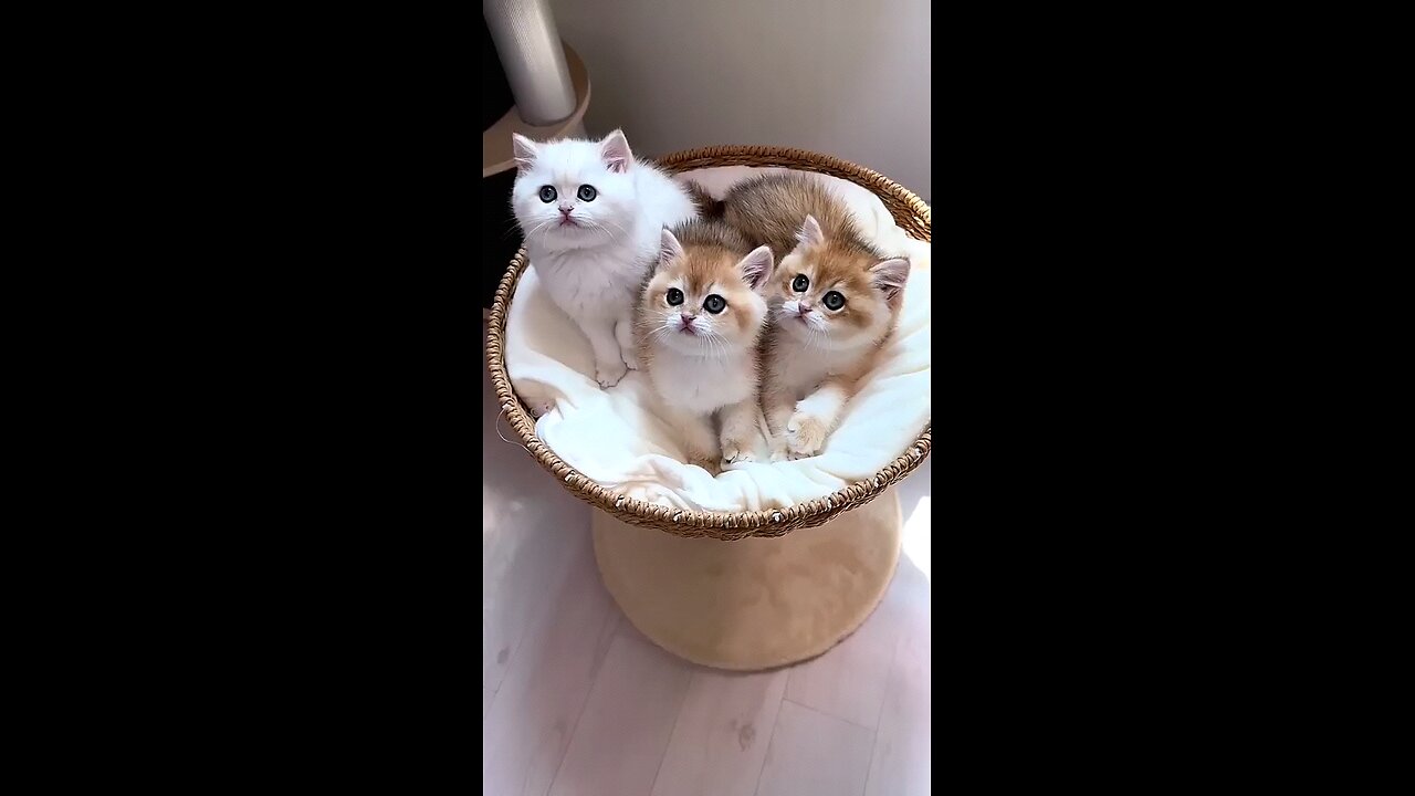 cute cat 🥰🥰🥰