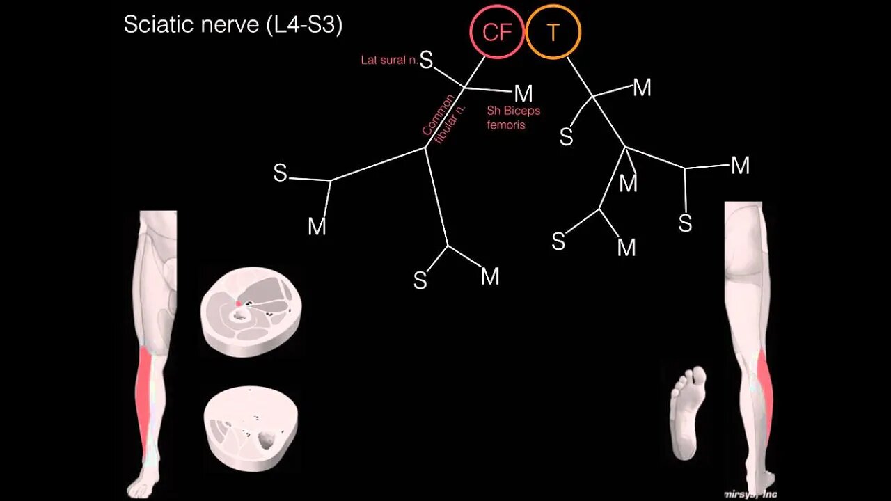 Sciatic nerve schematic