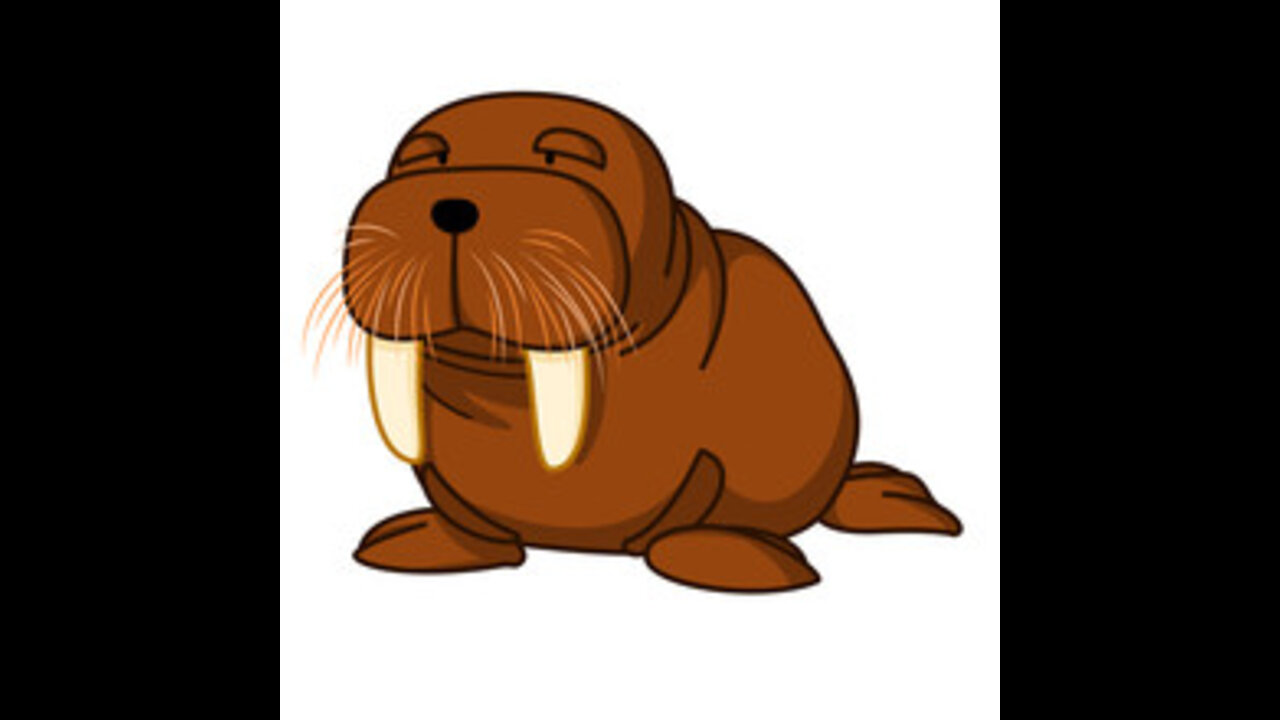 Morning thw Walrus