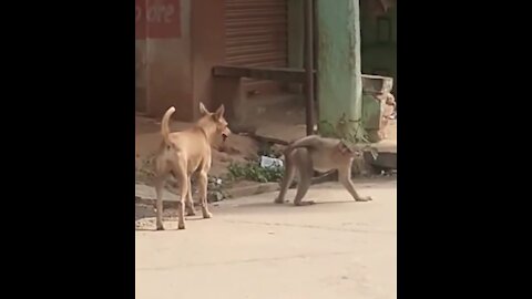 Funny Monkey Covering His Arse To Avoid Getting Bitten By A Dog