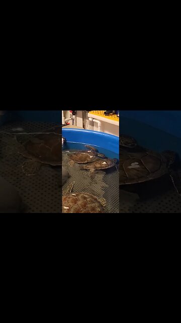 sea turtle recovery Pineknoll shores aquarium