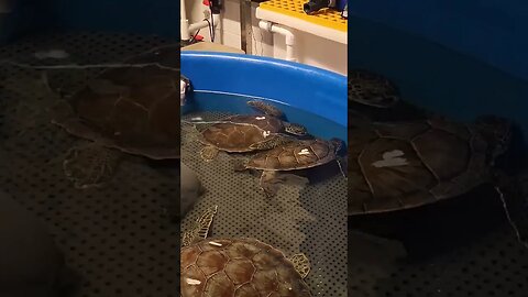 sea turtle recovery Pineknoll shores aquarium