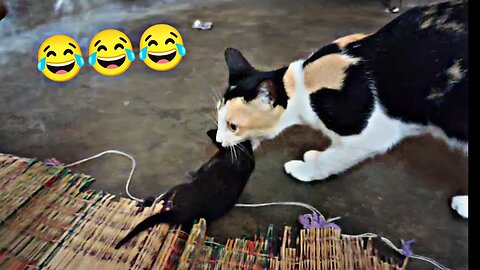 Mom cat carrying kitten again and again | cat funny video | gk entertainment