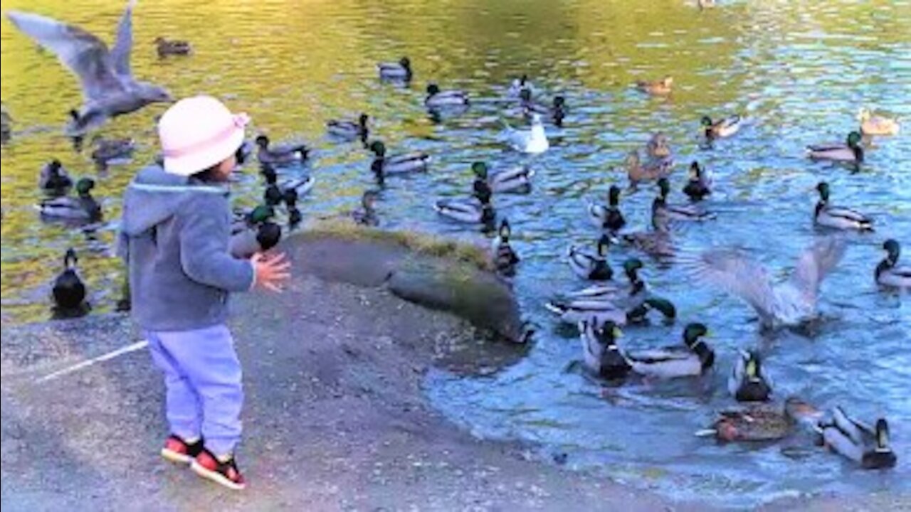 Adorable toddler excitedly feeds the hungry ducks. This will make your day.