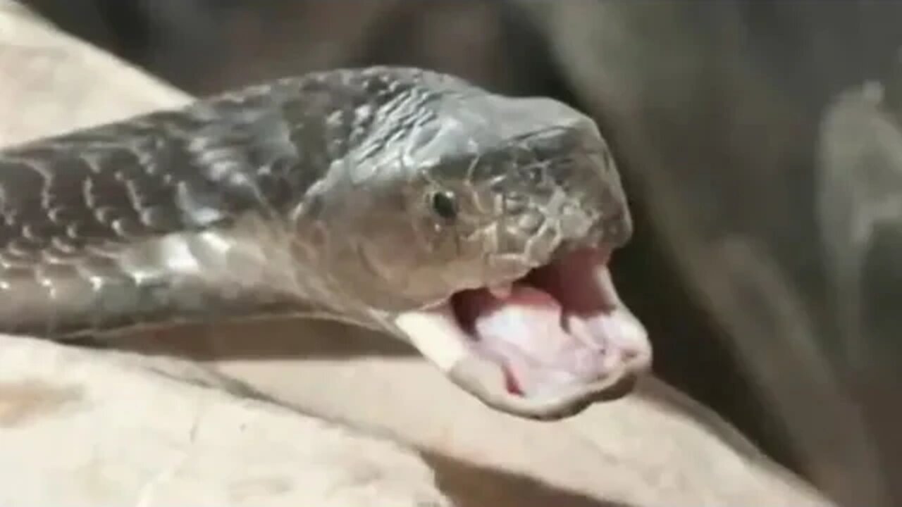 Severed Snake Head Kills Chef Peng Fan While Cooking Cobra Soup