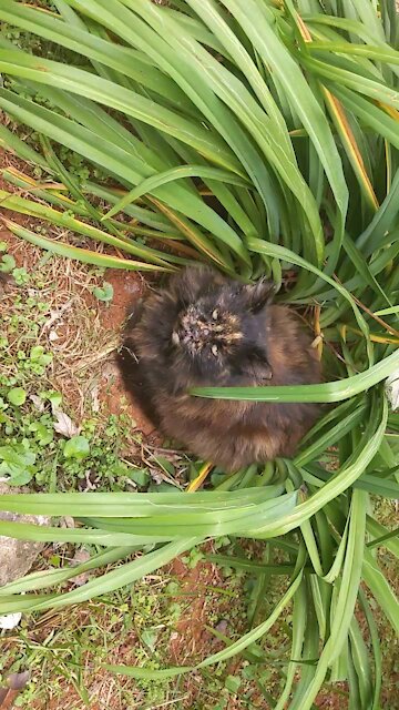 Don't mess with Momma and my Trump Flag