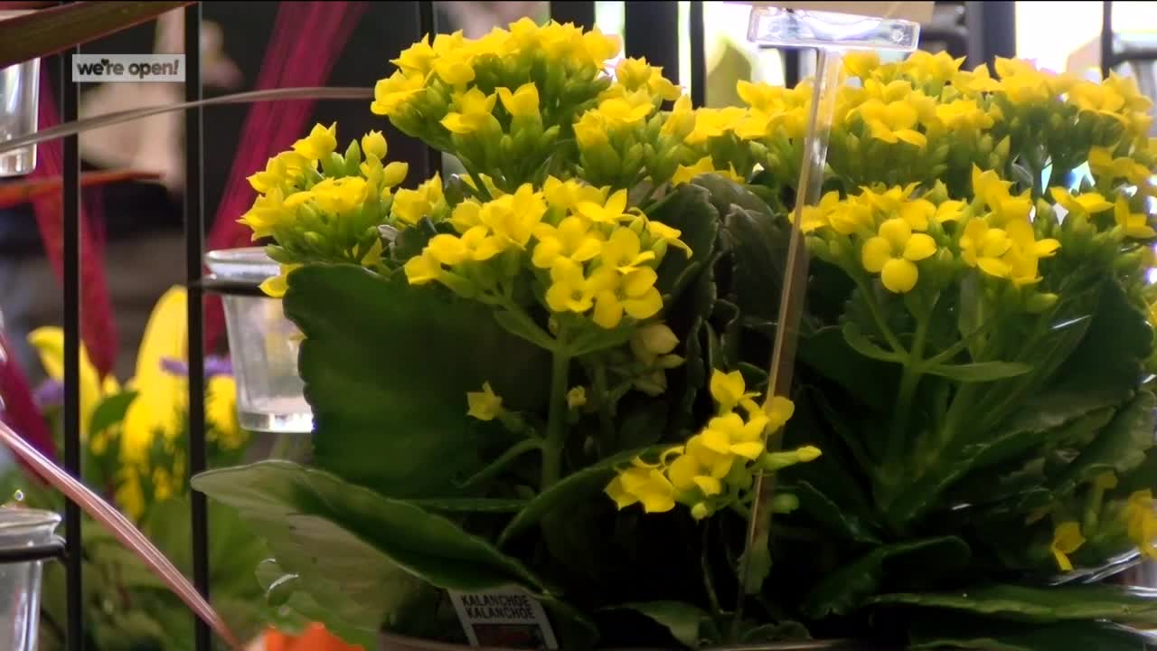 Snapdragon arranging smiles, flowers