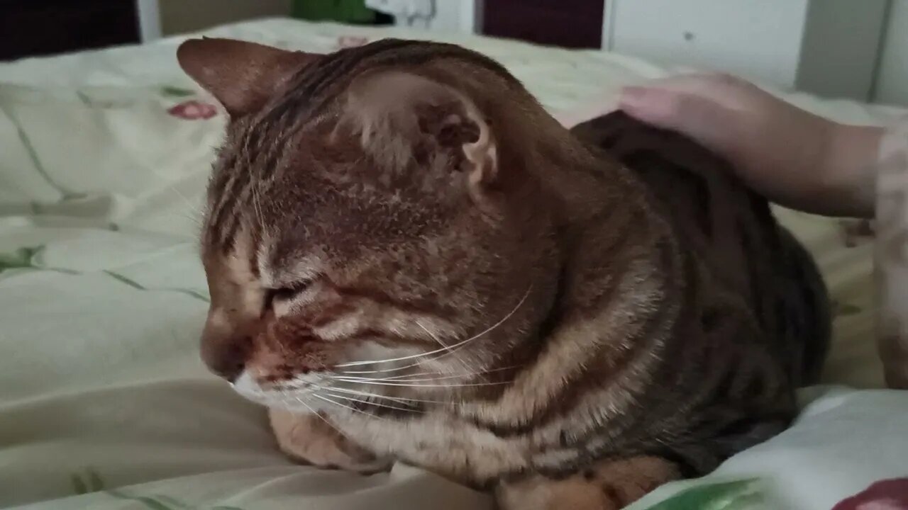 Sleepy bengal pets (he can't stay awake!)