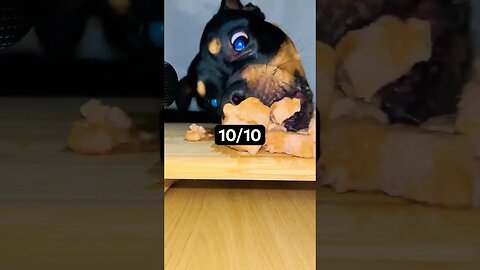 RELAXING ASMR ROTTWEILER 😎 YouTube #shortfeed #shorts #short #youtube #viral