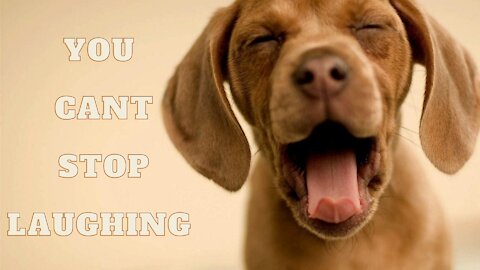 CUTE FUNNY PETS THAT WILL MAKE YOUR DAY