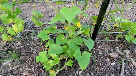 My first time garden