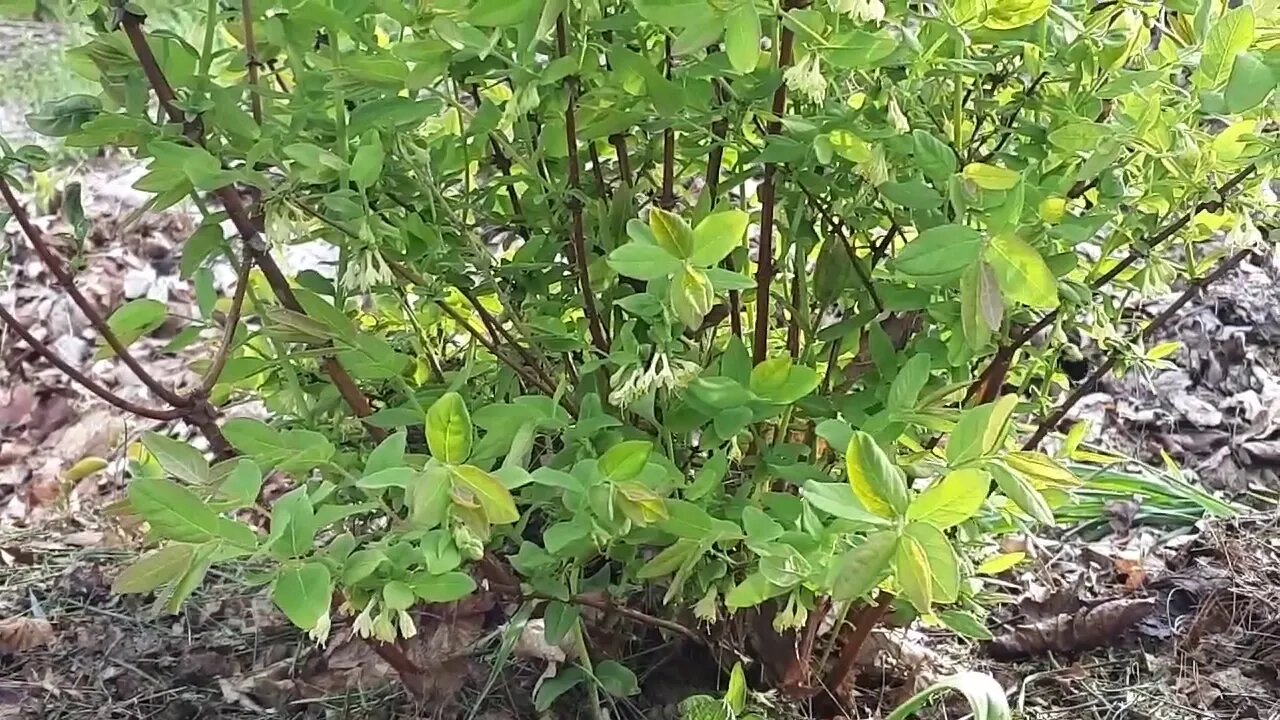Spring in the Permaculture Garden - some guilds and some bee Tv