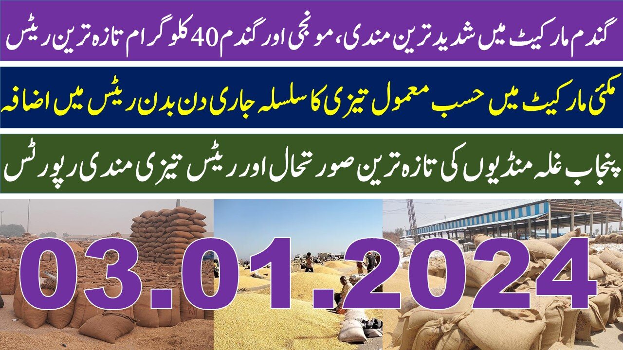 Wheat price in pakistan 2024_Munji,Till,Sarso,Makki Rates update 03.01.2024