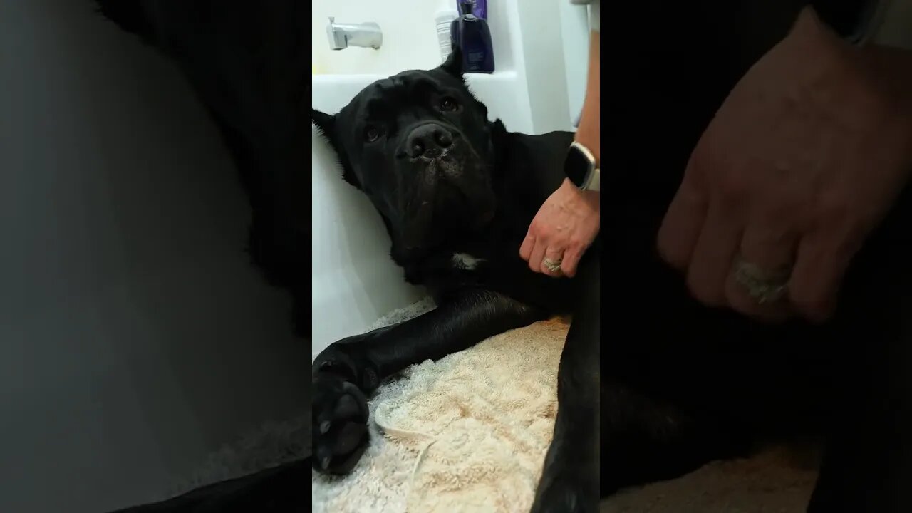 Cute Dog Falling Alseep Being Blow dried #shorts #funnydogs