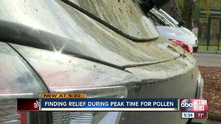 Allergy sufferers feeling full affects of extreme tree pollen in Tampa Bay